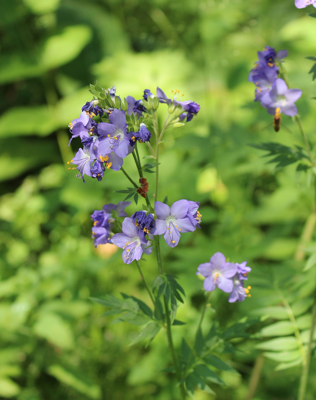 Image of Polemonium caeruleum specimen.