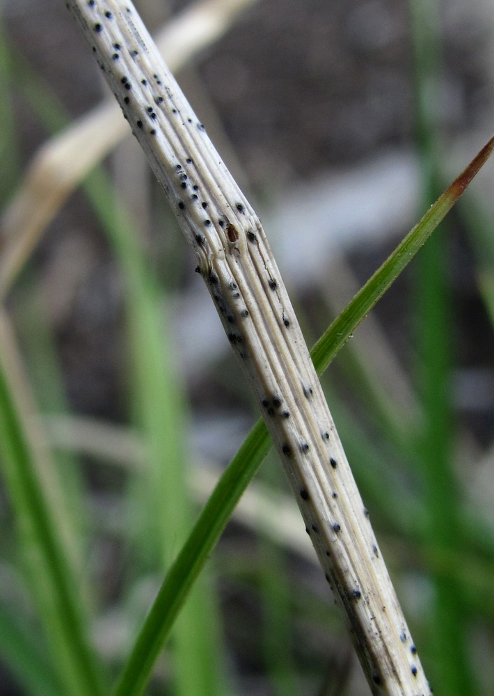 Image of Carex leporina specimen.