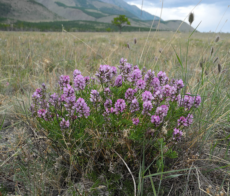 Image of Astragalus rytyensis specimen.