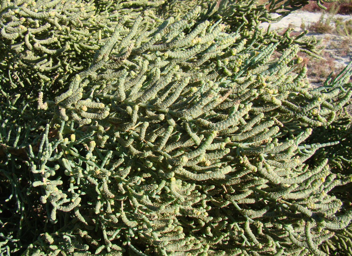Image of Halostachys belangeriana specimen.