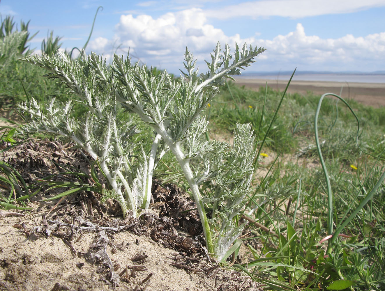 Image of Echinops ruthenicus specimen.