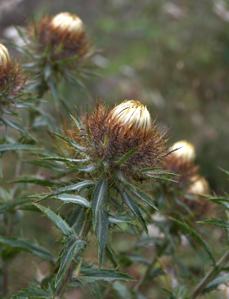 Image of Carlina vulgaris specimen.