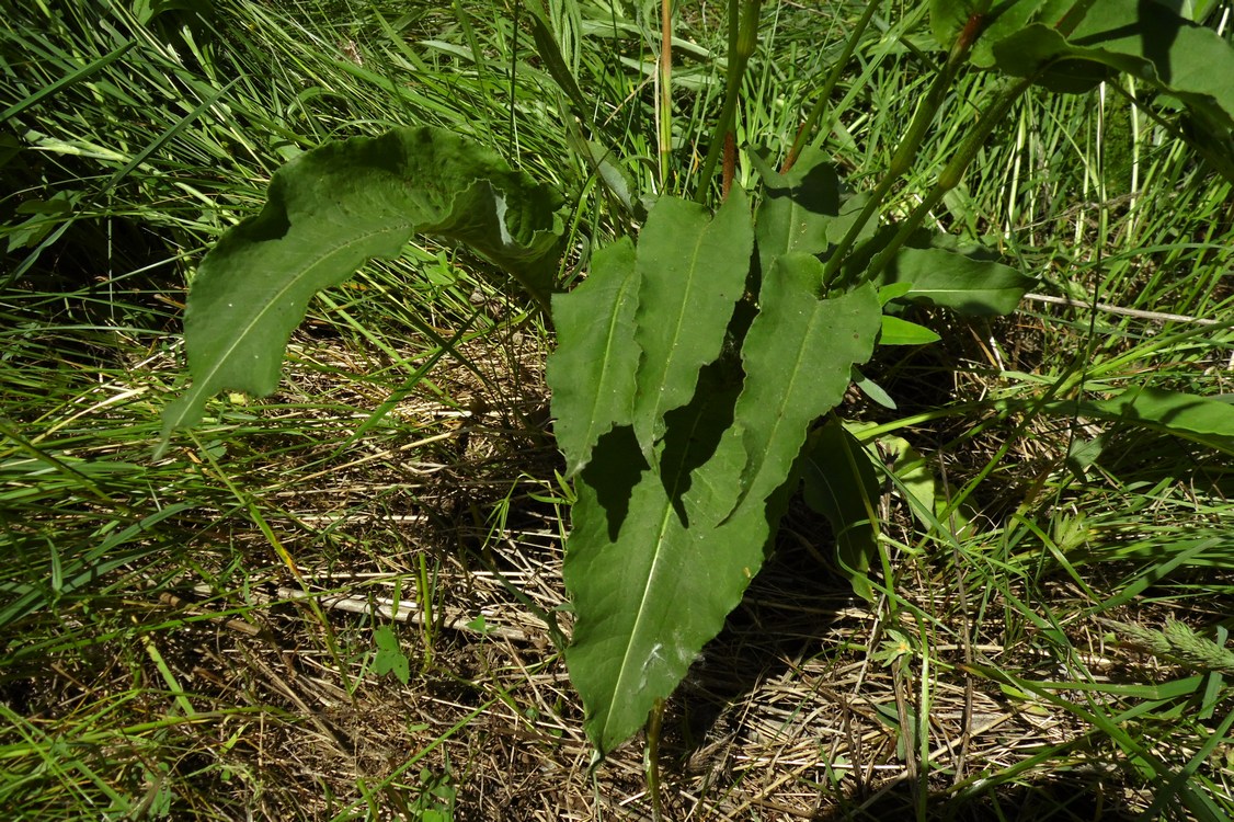 Image of Bistorta officinalis specimen.