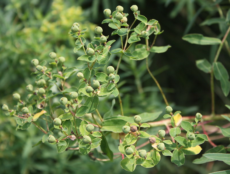 Image of Euphorbia semivillosa specimen.