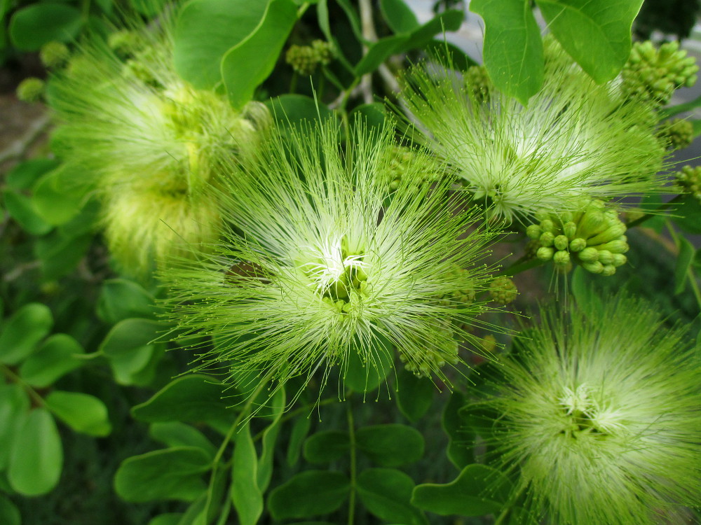 Image of Albizia lebbeck specimen.