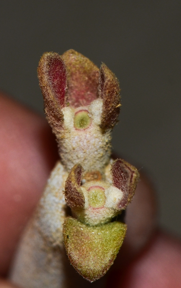 Image of Euphorbia lomelii specimen.