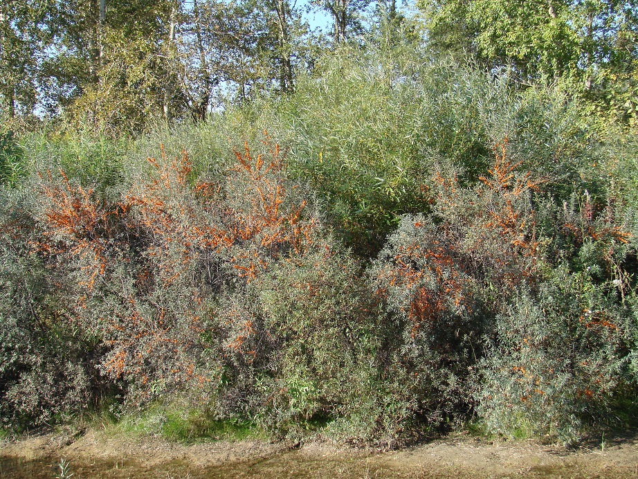 Image of Hippophae rhamnoides specimen.