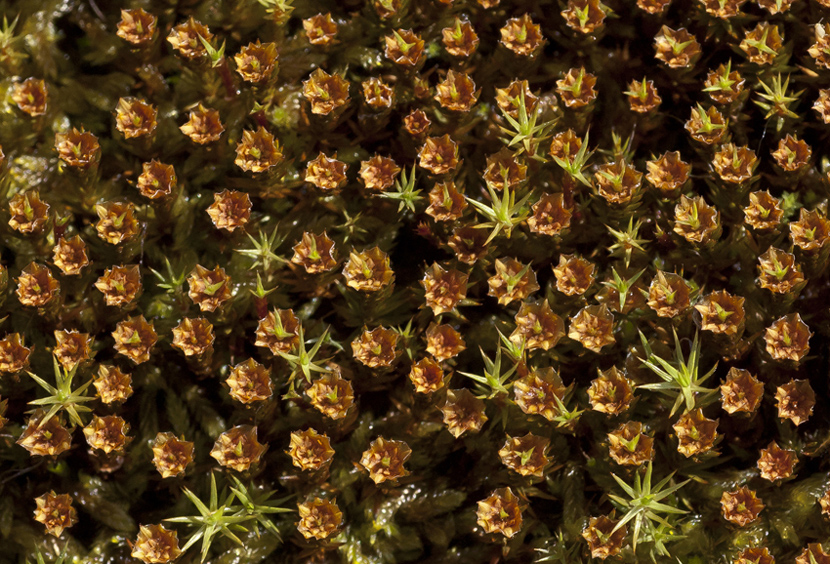 Image of Polytrichum juniperinum specimen.