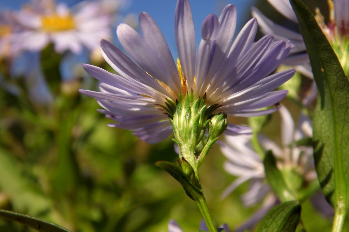 Изображение особи Symphyotrichum &times; salignum.