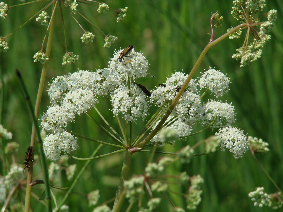 Image of Cicuta virosa specimen.