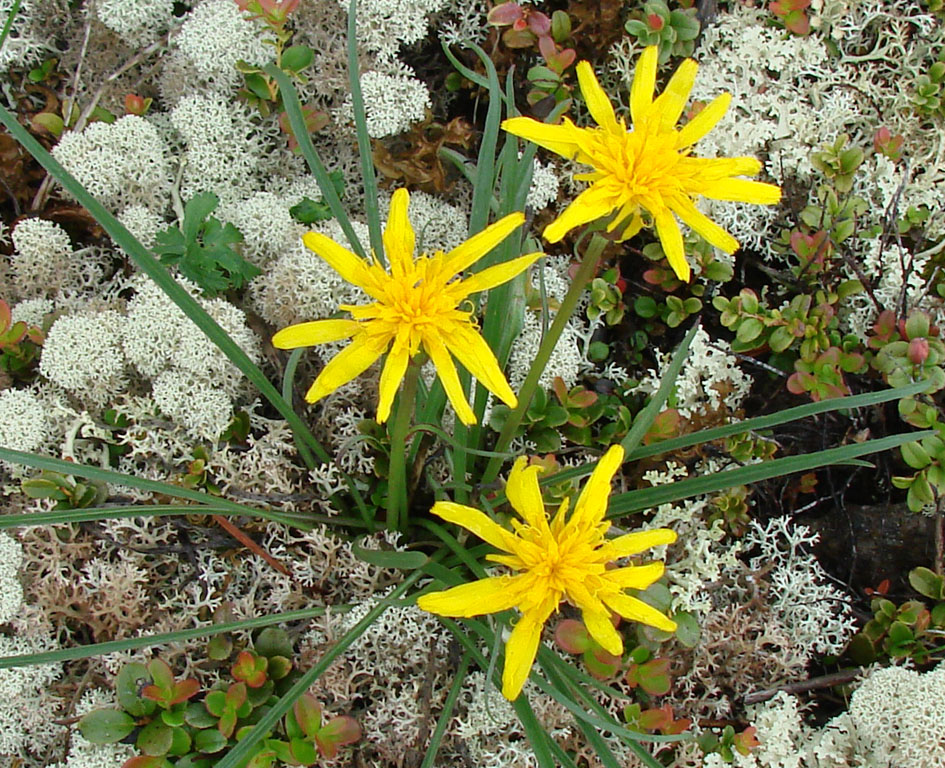 Image of Scorzonera radiata specimen.