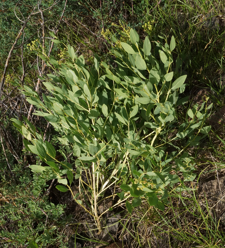 Image of Haplophyllum latifolium specimen.