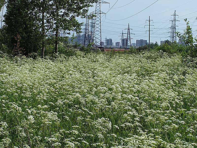 Изображение особи Anthriscus sylvestris.