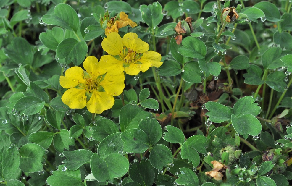 Image of Potentilla cuneifolia specimen.