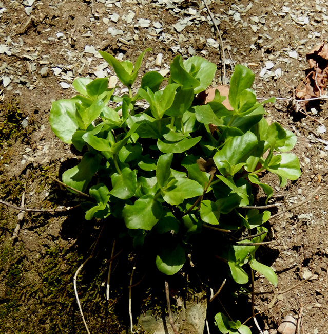 Image of Hylotelephium caucasicum specimen.