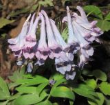 Corydalis turtschaninovii