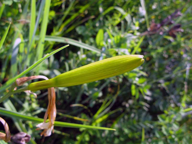 Image of Hemerocallis lilio-asphodelus specimen.