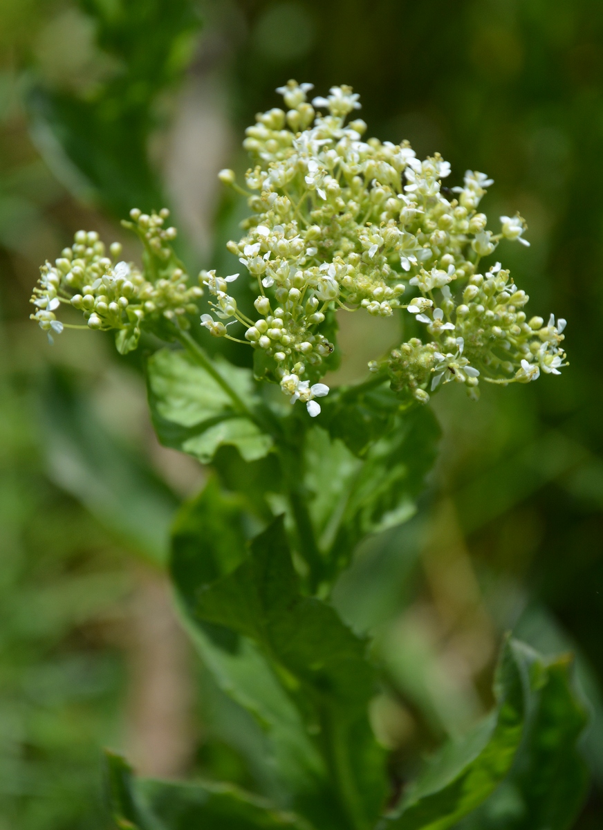 Image of Cardaria draba specimen.