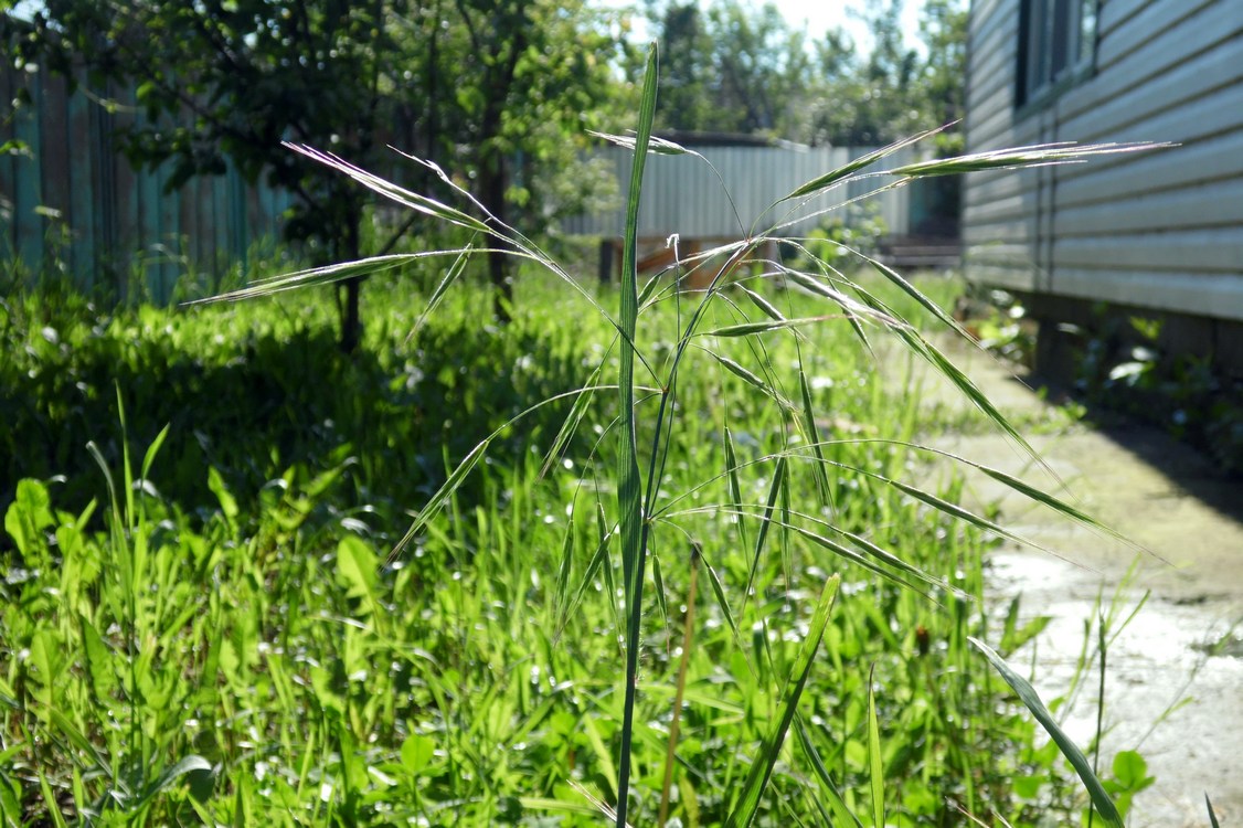 Image of Anisantha sterilis specimen.