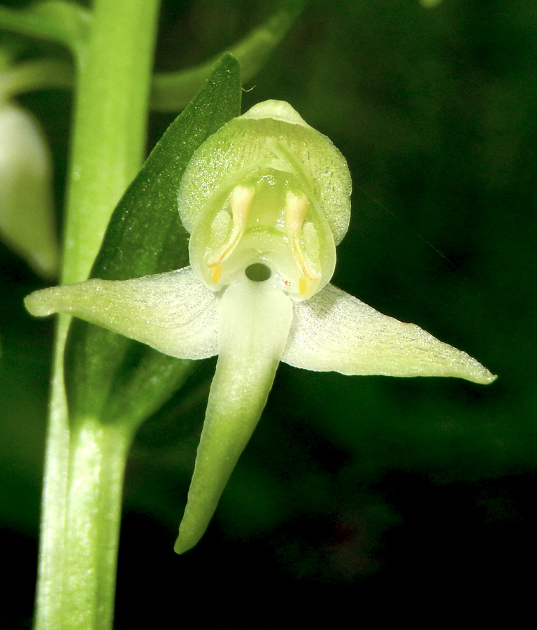 Image of Platanthera chlorantha specimen.