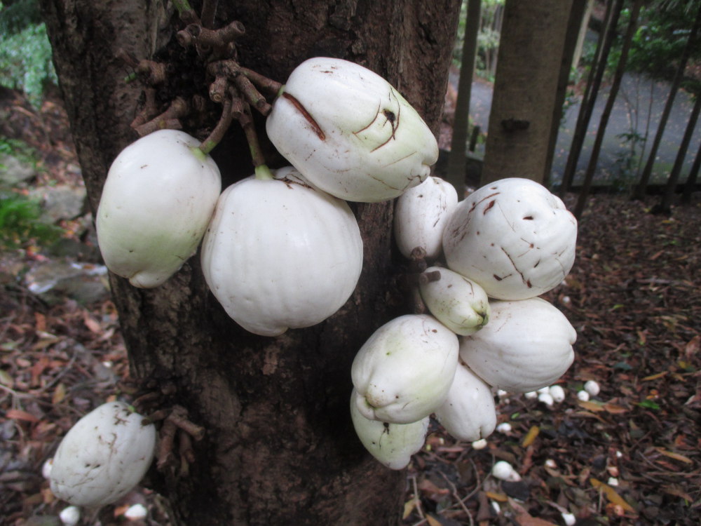 Image of Syzygium cormiflorum specimen.