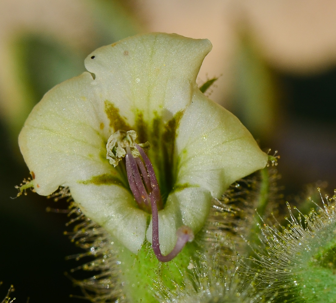 Изображение особи Hyoscyamus desertorum .