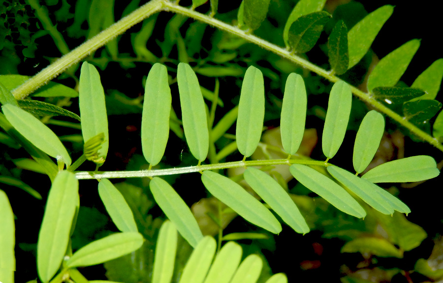 Image of Vicia cassubica specimen.