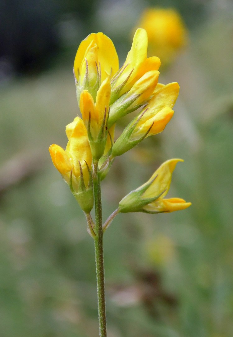 Изображение особи Medicago falcata.