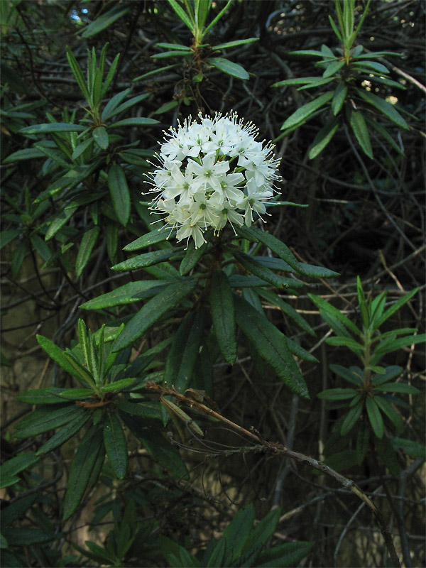 Image of Ledum hypoleucum specimen.