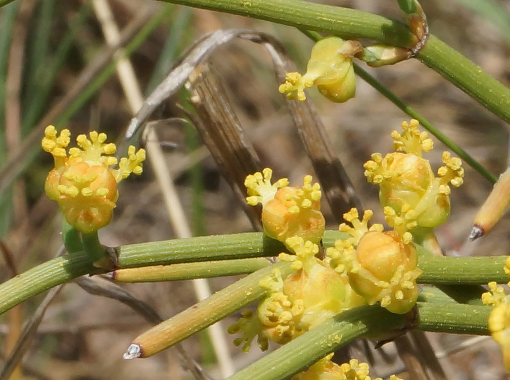 Изображение особи Ephedra dahurica.