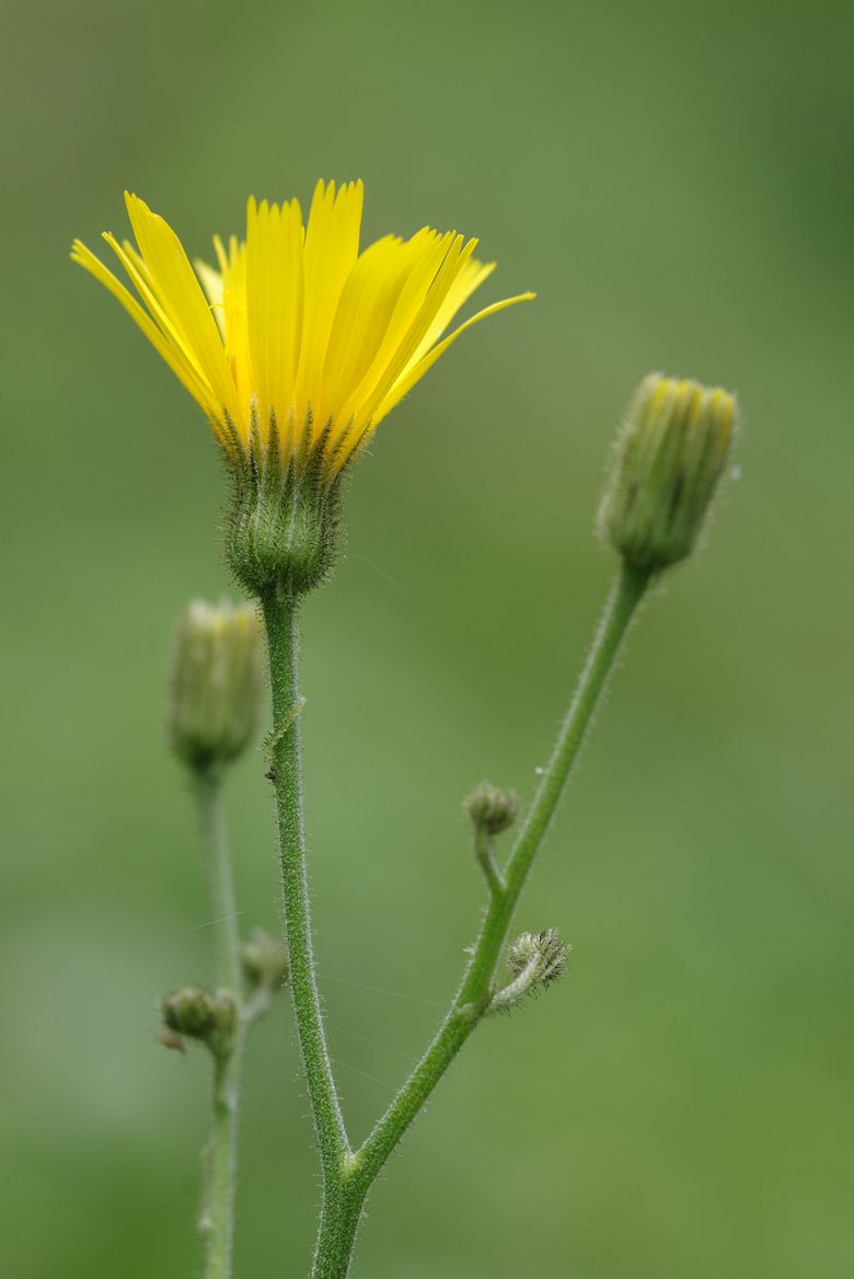 Изображение особи Hieracium koehleri.