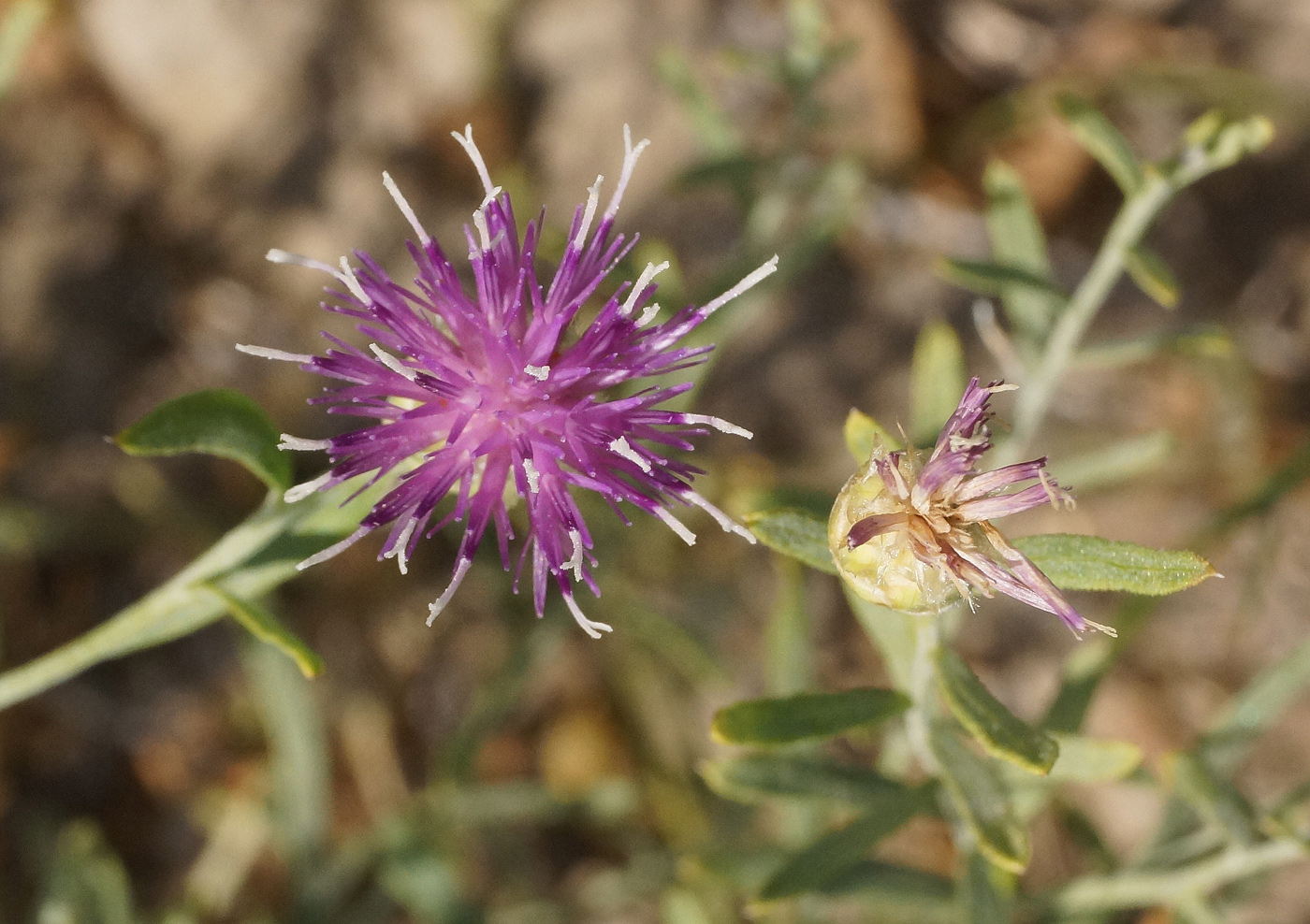 Image of Acroptilon repens specimen.