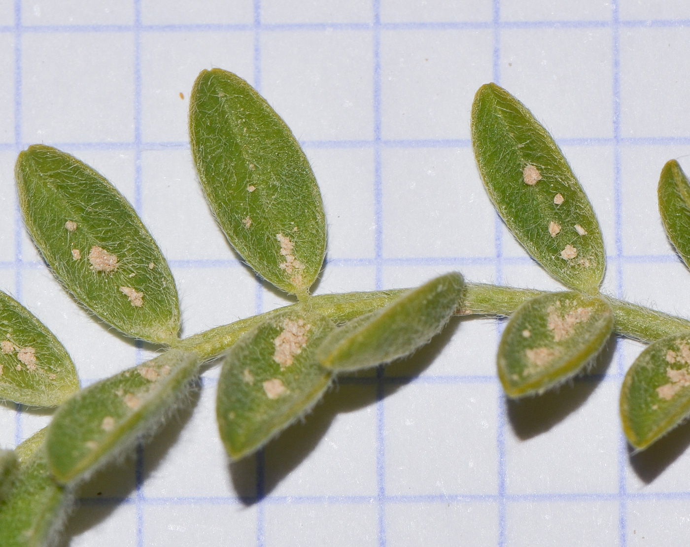 Изображение особи Astragalus tribuloides.
