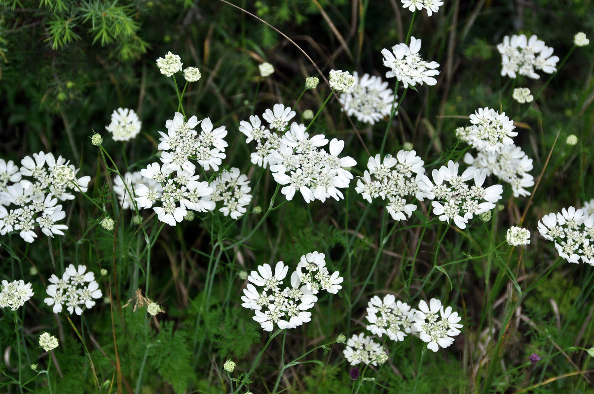 Изображение особи Orlaya grandiflora.