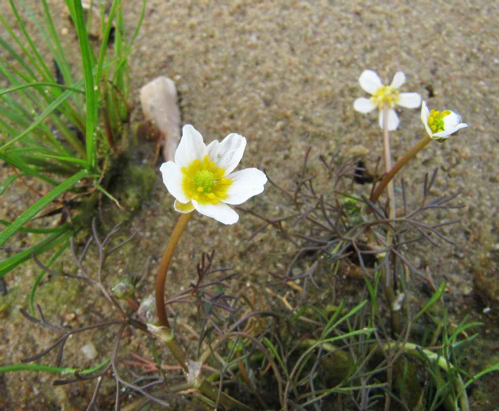 Изображение особи Ranunculus baudotii.