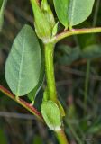 Astragalus glycyphyllos. Часть побега. Молдова, Криулянский р-н, окр. с. Бутучены. 14.06.2015.