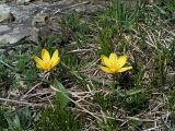 Tulipa uniflora. Цветущие растения. Республика Алтай, Шебалинский р-н, окр. с. Топучая, юго-западный каменистый склон. 9 мая 2009 г.