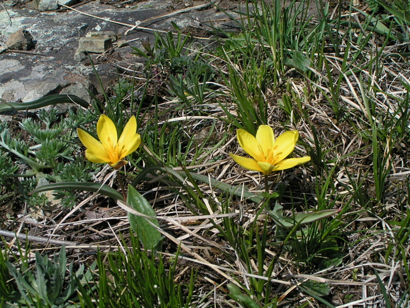 Изображение особи Tulipa uniflora.