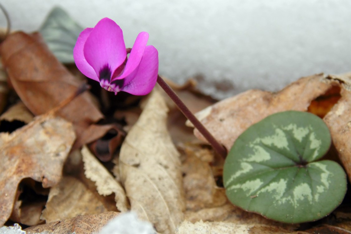 Image of Cyclamen coum specimen.