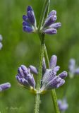 Lavandula angustifolia. Часть соцветия с бутонами. Молдова, Кишинев, Ботанический сад АН Молдовы. 23.07.2014.