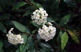 Spiraea cantoniensis