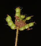 Mimosa pudica