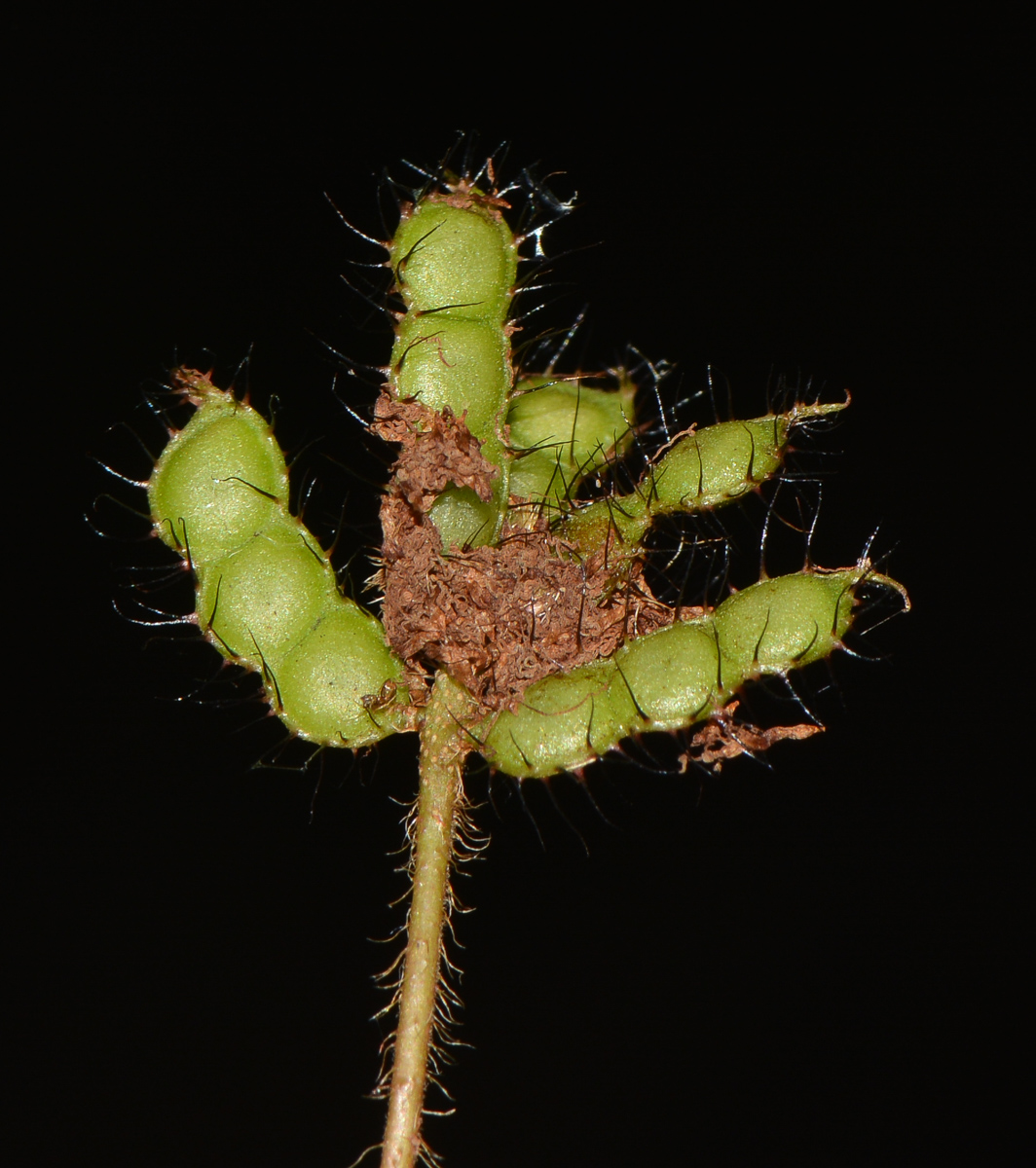 Изображение особи Mimosa pudica.