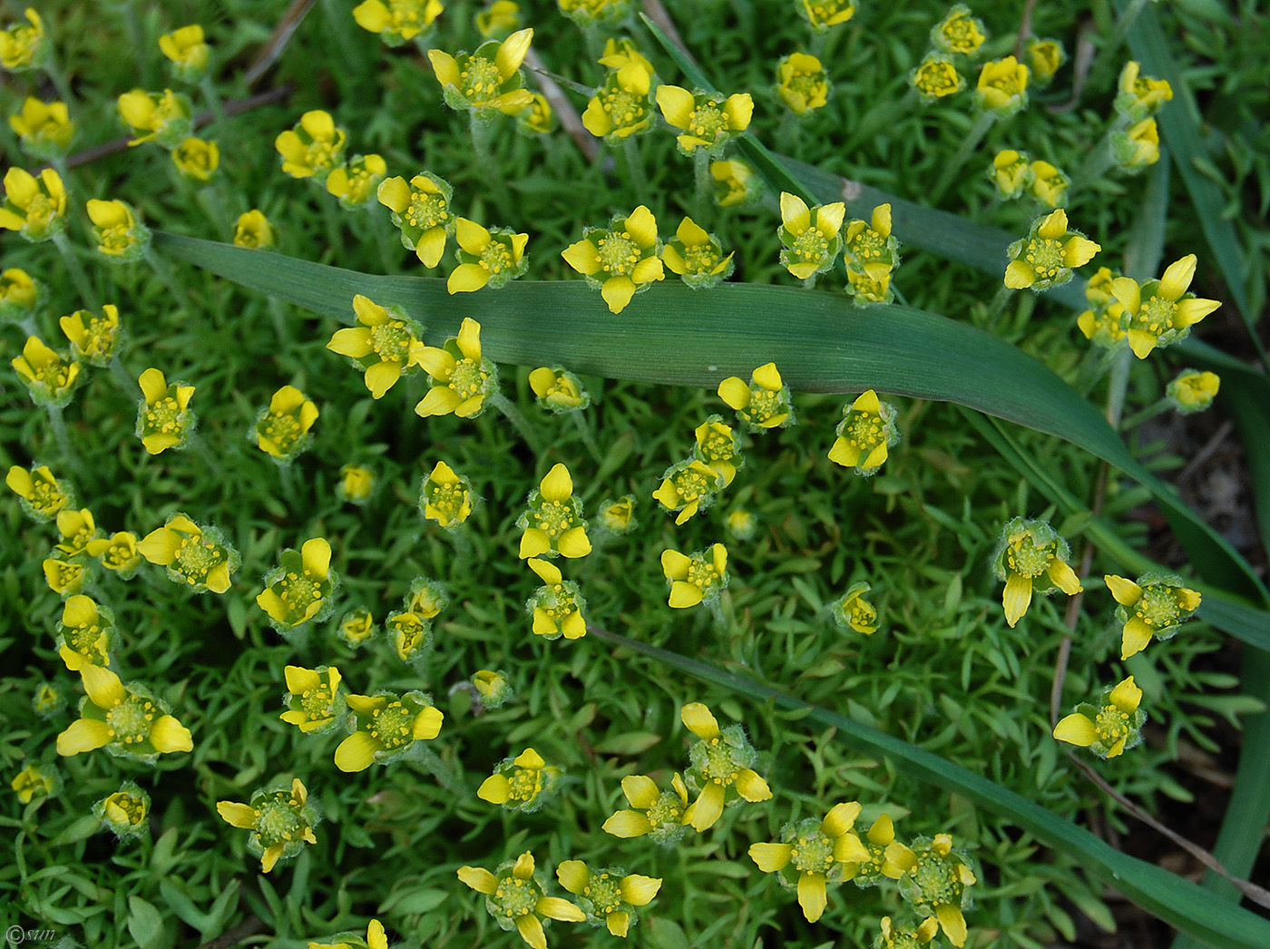 Изображение особи Ceratocephala orthoceras.