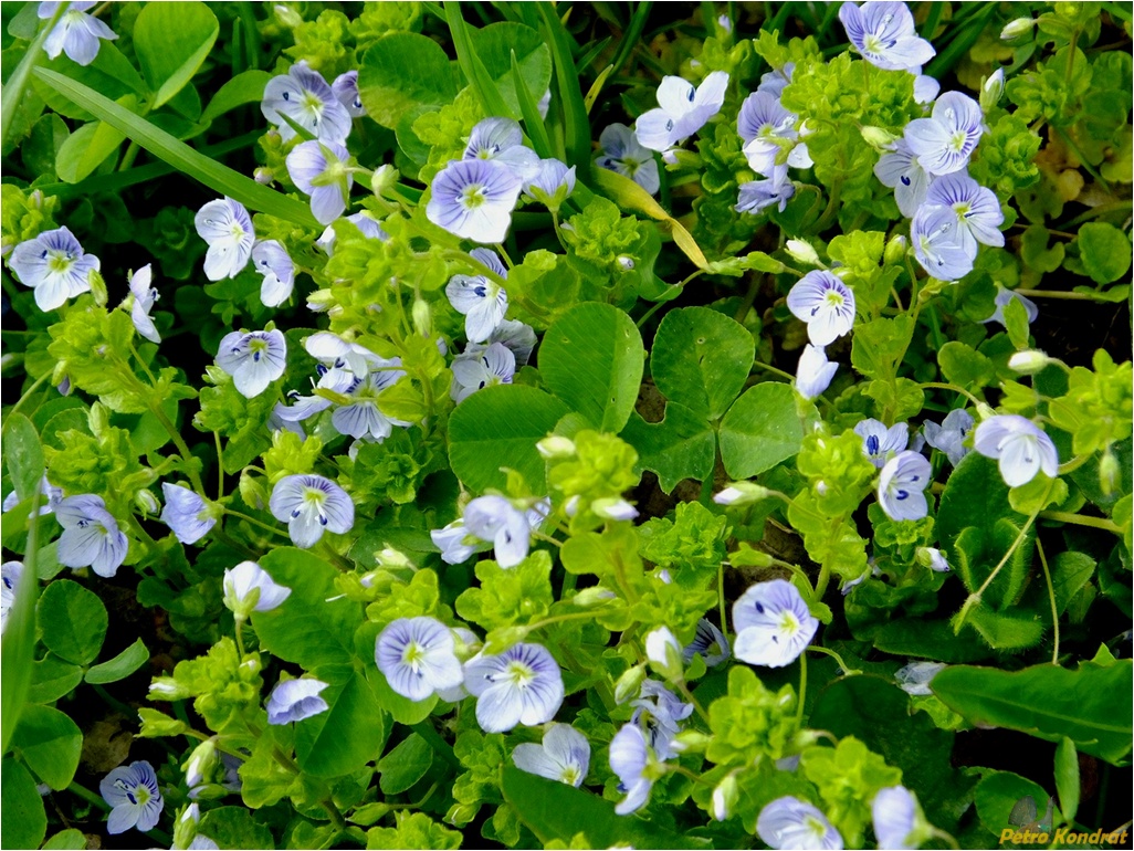 Изображение особи Veronica filiformis.