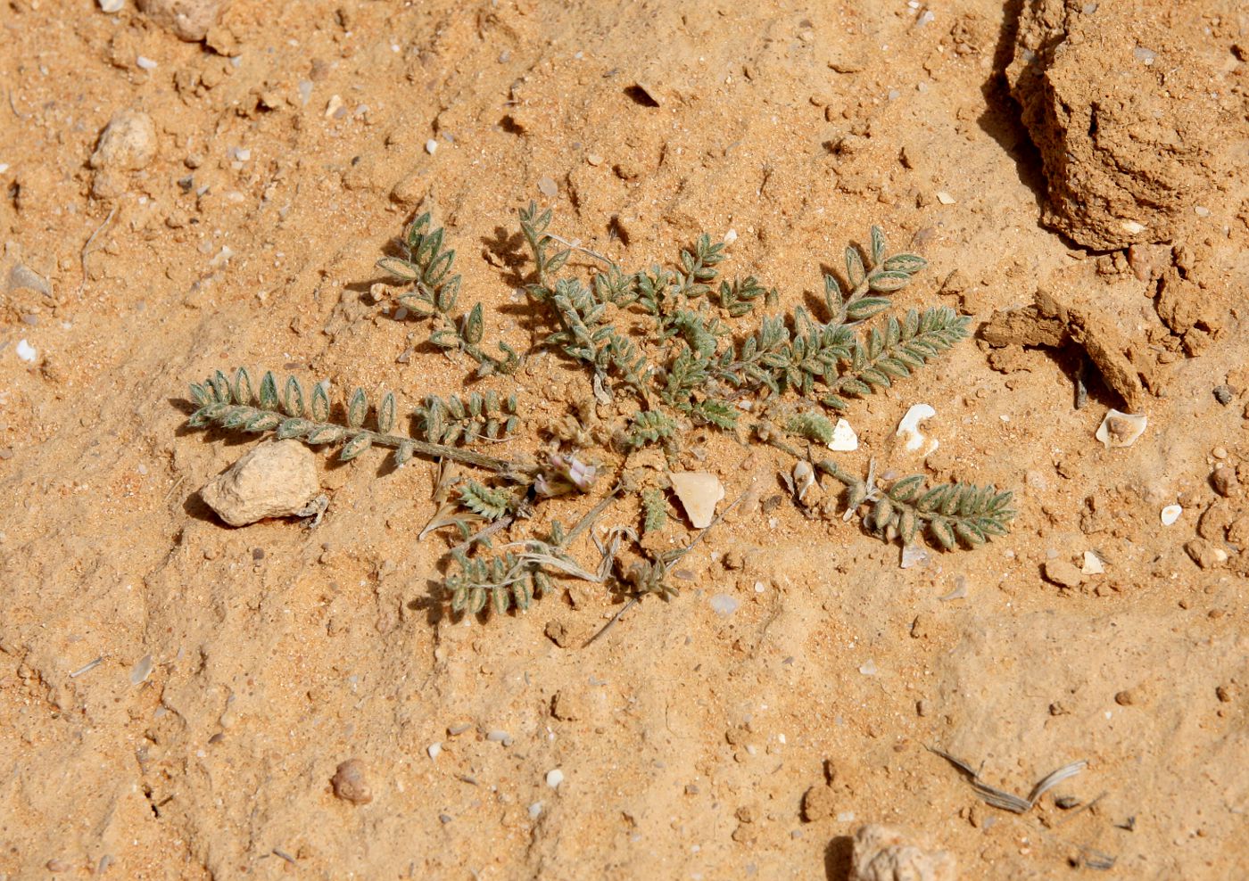 Image of Astragalus tribuloides specimen.