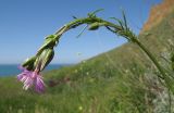 Crupina vulgaris