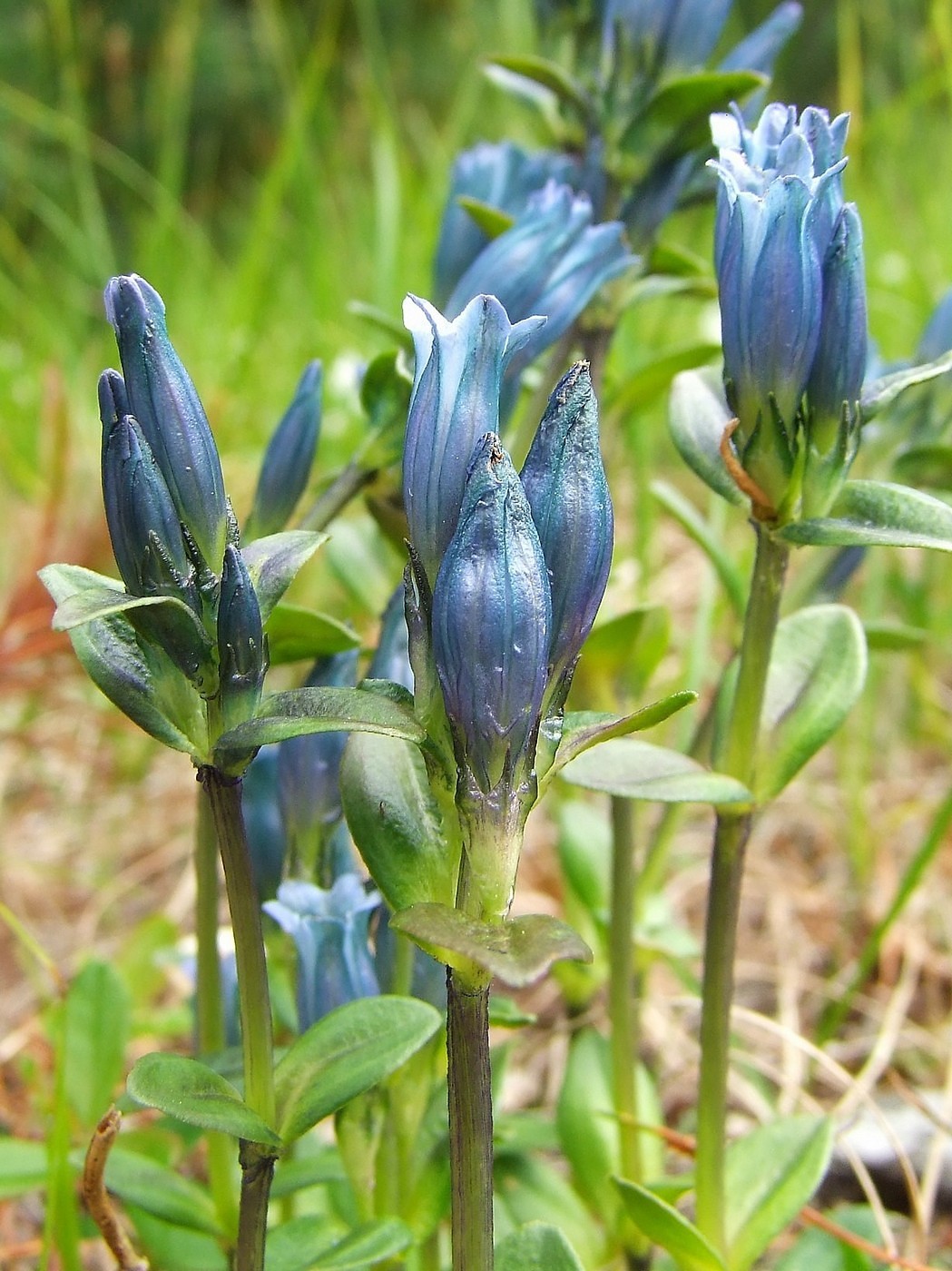 Image of Gentiana glauca specimen.