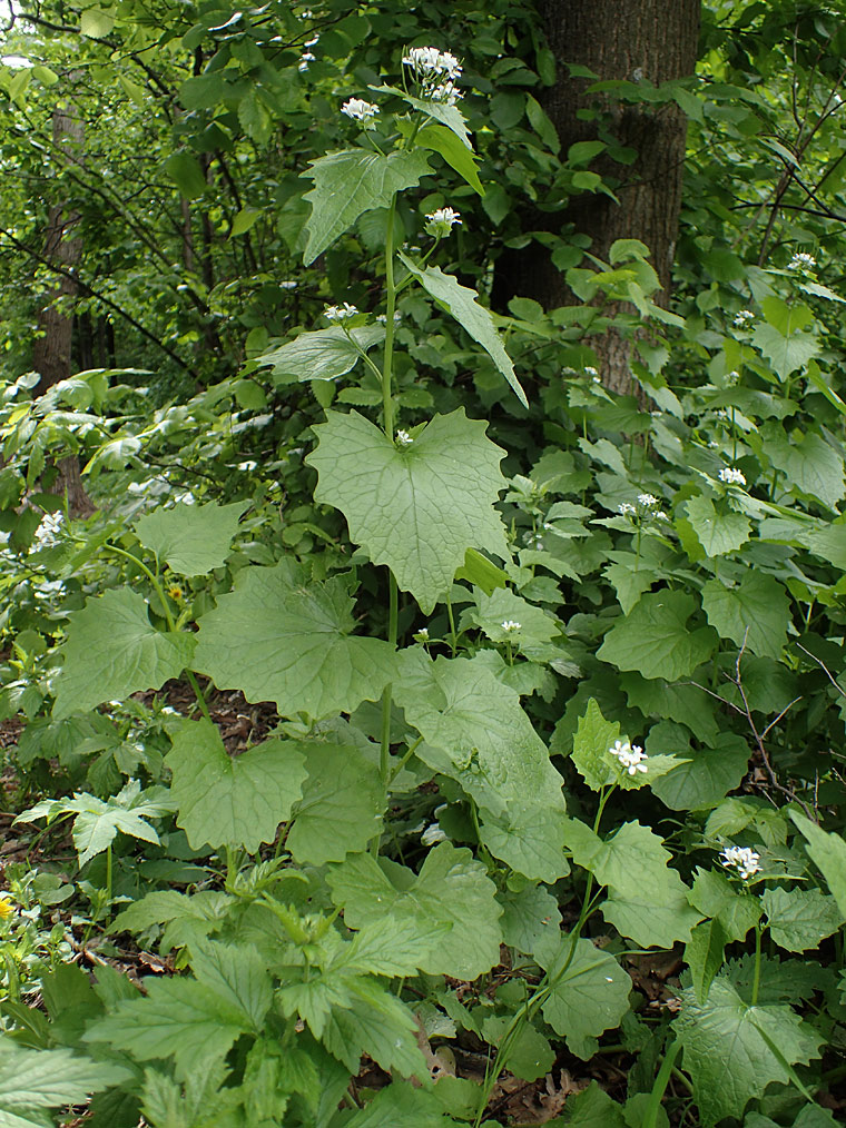 Image of Alliaria petiolata specimen.