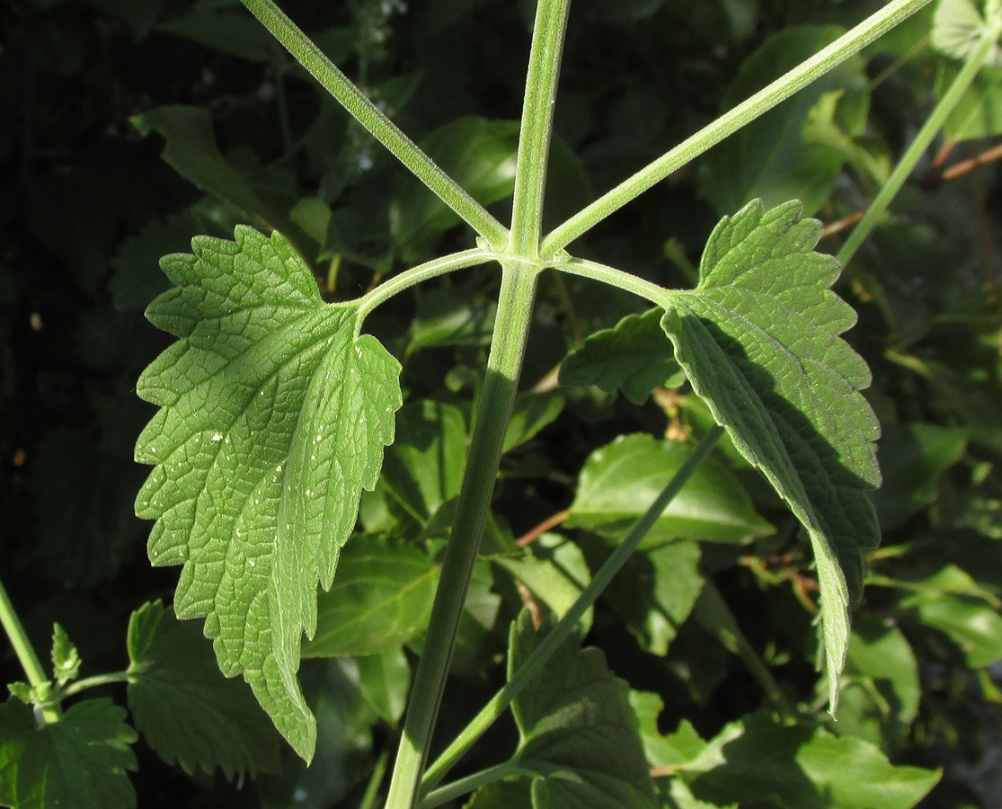 Изображение особи Nepeta cataria.